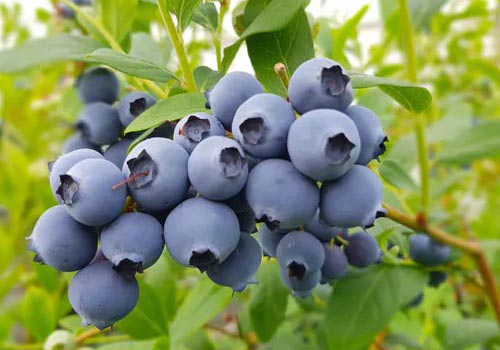 Blue Ribbon, Top Shelf, Valor®, Cargo and Last Call: 5 new blueberry varieties!